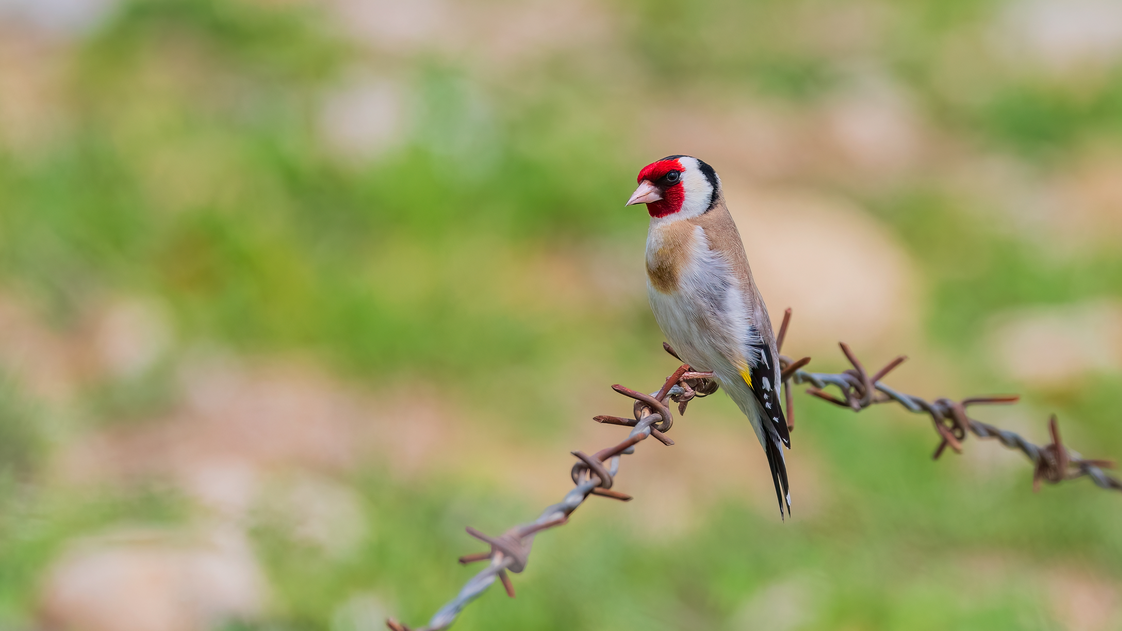 European Goldfinch
